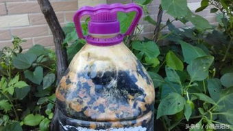 葵花籽可以做養(yǎng)花肥料