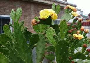 養(yǎng)花仙人掌植物的都有多少