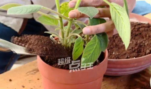 花盆底下那個(gè)放點(diǎn)什么能養(yǎng)花