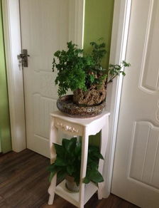 客廳窗臺(tái)養(yǎng)花大忌