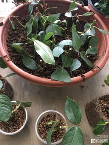 學(xué)養(yǎng)花得學(xué)多久