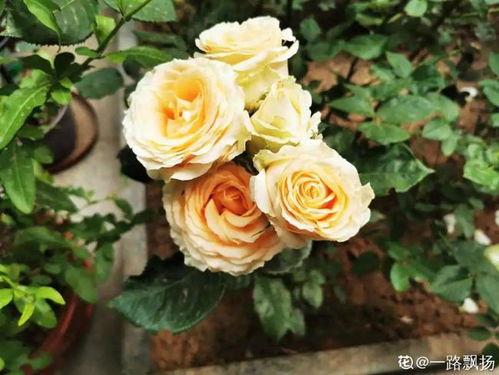 室內(nèi)養(yǎng)花要不要殺蟲