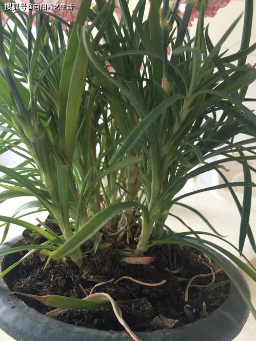 家庭載盆養(yǎng)花大全