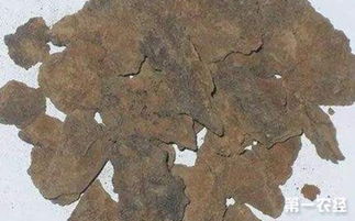 榨油后的芝麻餅養(yǎng)花