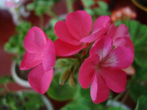 夸贊養(yǎng)花人的詩句