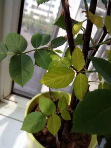 養(yǎng)花老葉子發(fā)黃是什么原因