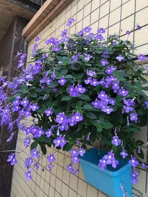 水養(yǎng)花如何除蟲(chóng)