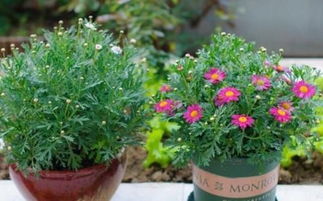 養(yǎng)花只能單嗎