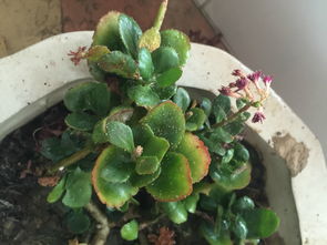 室內(nèi)養(yǎng)花葉子生蟲(chóng)子怎么治