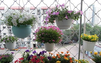 麥子養(yǎng)花期注意的事項(xiàng)