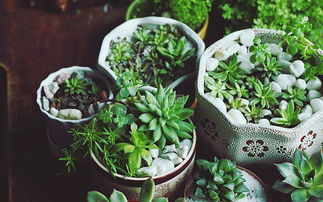 鐵器能養(yǎng)花嗎