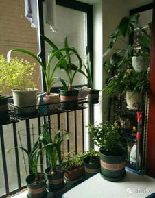 陽臺(tái)養(yǎng)花怎么增加濕度