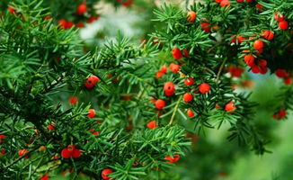 室內(nèi)養(yǎng)花的癌