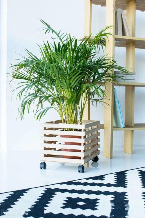 養(yǎng)花萬向輪托盤