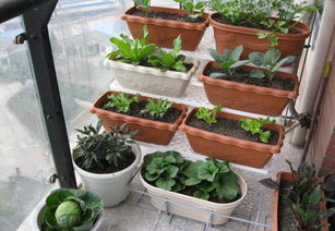 陽臺(tái)養(yǎng)花用品