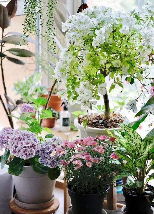 沈陽(yáng)人喜歡養(yǎng)花