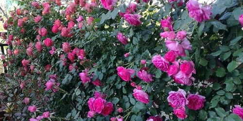 養(yǎng)花泥炭是燒過(guò)的好嗎