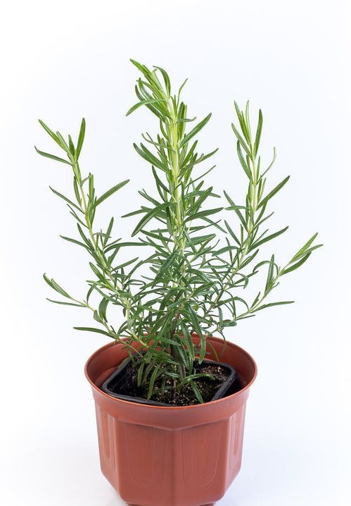 家里養(yǎng)花用什么材料的花盆好