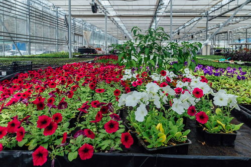 養(yǎng)花屋里會(huì)有潮蟲子嗎