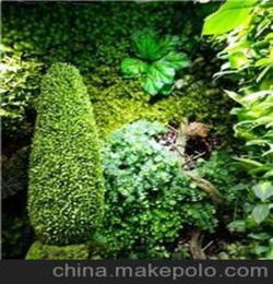 上門保養(yǎng)花卉上海