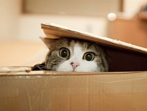 養(yǎng)花貓的理由