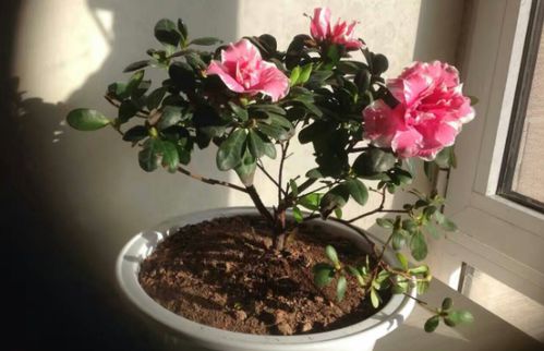 養(yǎng)花用豆餅肥