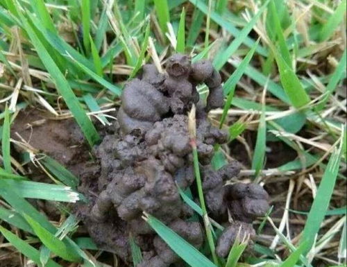 養(yǎng)花里面出現(xiàn)蚯蚓