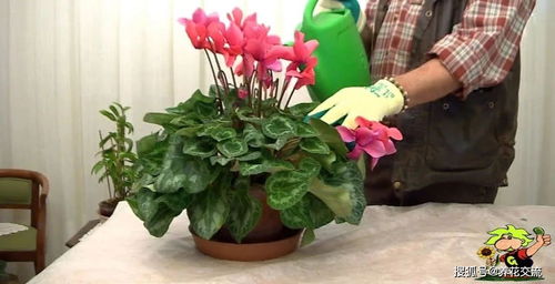 養(yǎng)花時間長要下肥料嗎