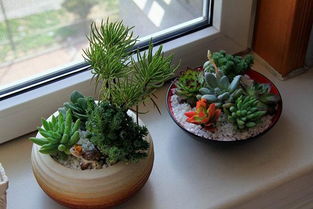 家庭養(yǎng)花漚肥如何滅蛆