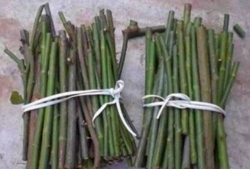 養(yǎng)花土中放花生皮好嗎