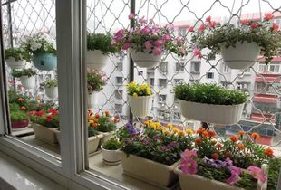 露臺養(yǎng)花知識