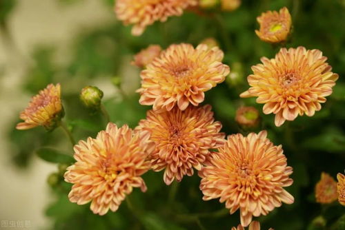 關(guān)于養(yǎng)花的片段