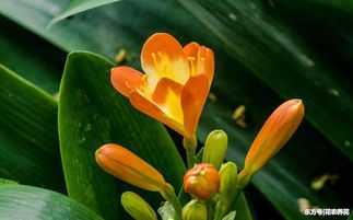 你家養(yǎng)花都用什么肥