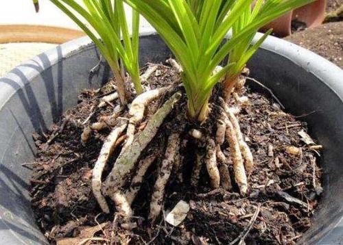 養(yǎng)花土有很多蟲