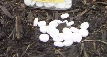 阿司匹林怎樣養(yǎng)花的沙