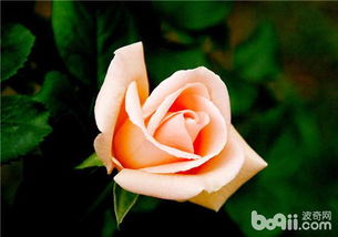 養(yǎng)花草的見干見濕是什么意思