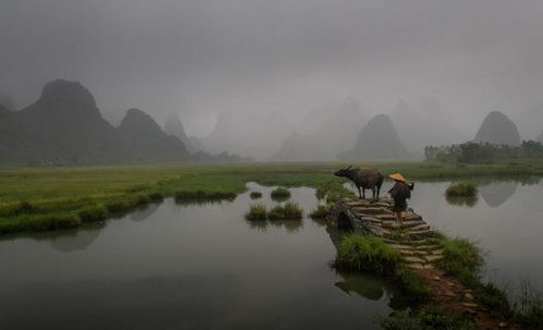 基本農田能不能養(yǎng)花
