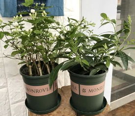 室內(nèi)不能養(yǎng)花卉