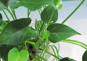 怎么樣養(yǎng)花長(zhǎng)的好處