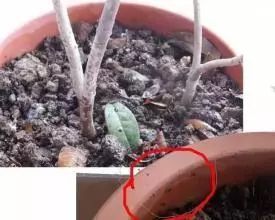 養(yǎng)花的土里有很小白色蟲子