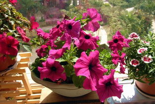 養(yǎng)花用的硫酸鋁購買