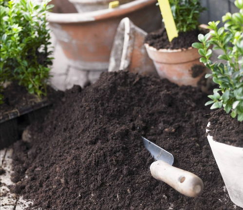 養(yǎng)花的品質(zhì)