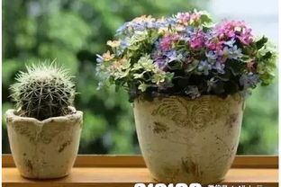 洛陽哪里有學(xué)養(yǎng)花技術(shù)