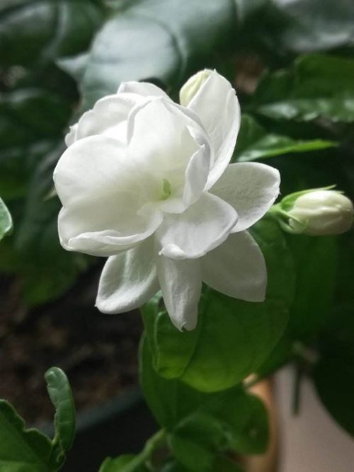 養(yǎng)花有益身心的理由