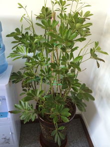 養(yǎng)花枝干中間發(fā)黑枯死