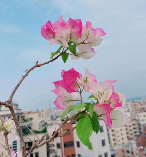 老人養(yǎng)養(yǎng)花種種草的說說