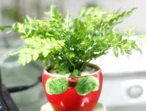 適合放辦公室養(yǎng)花