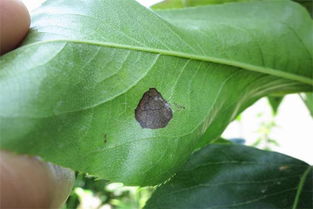 養(yǎng)花疥蟲防治