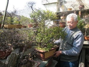 木灰能養(yǎng)花嗎