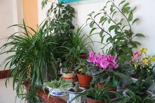 怎樣養(yǎng)花片段